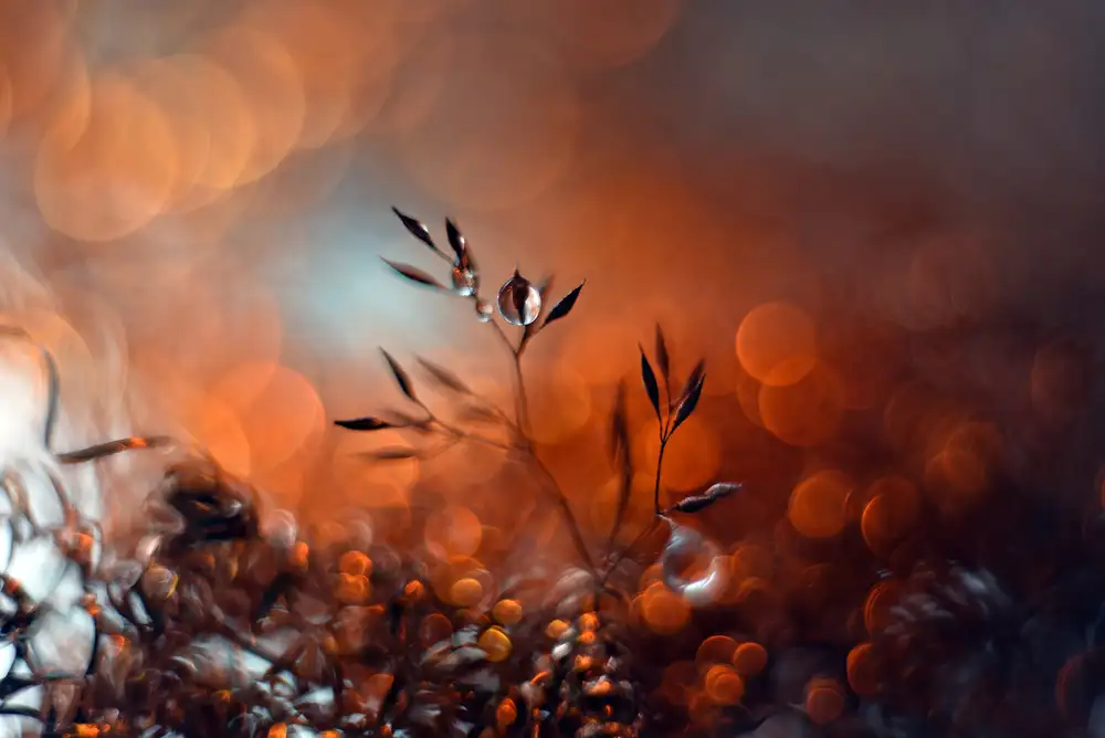 Westum, Heidi: Bubbling of happiness
