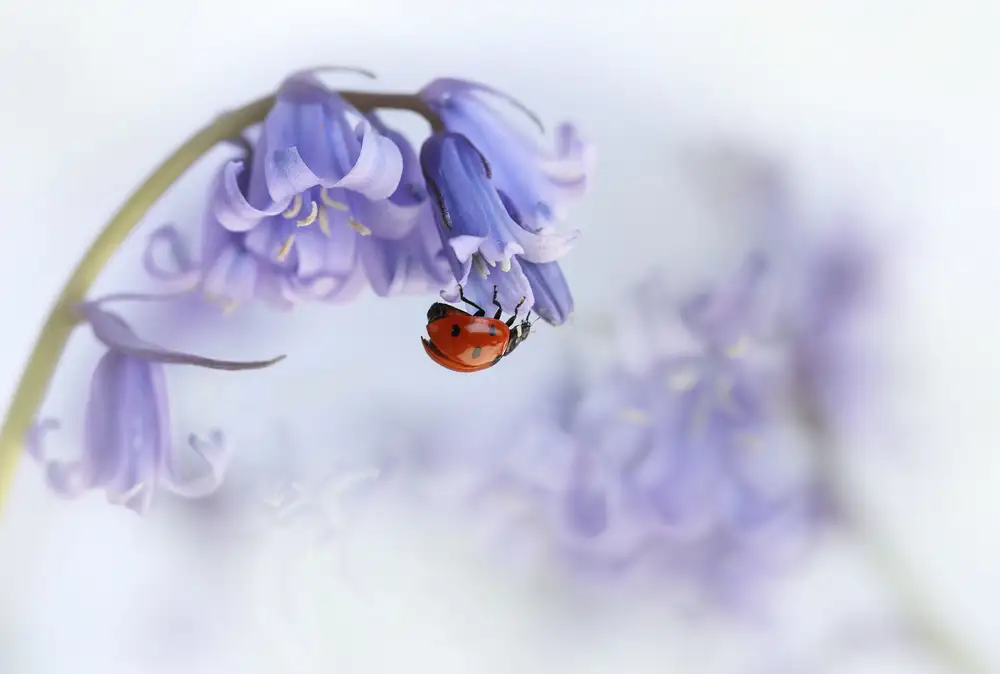 Deelen, van Ellen: Ladybird...!