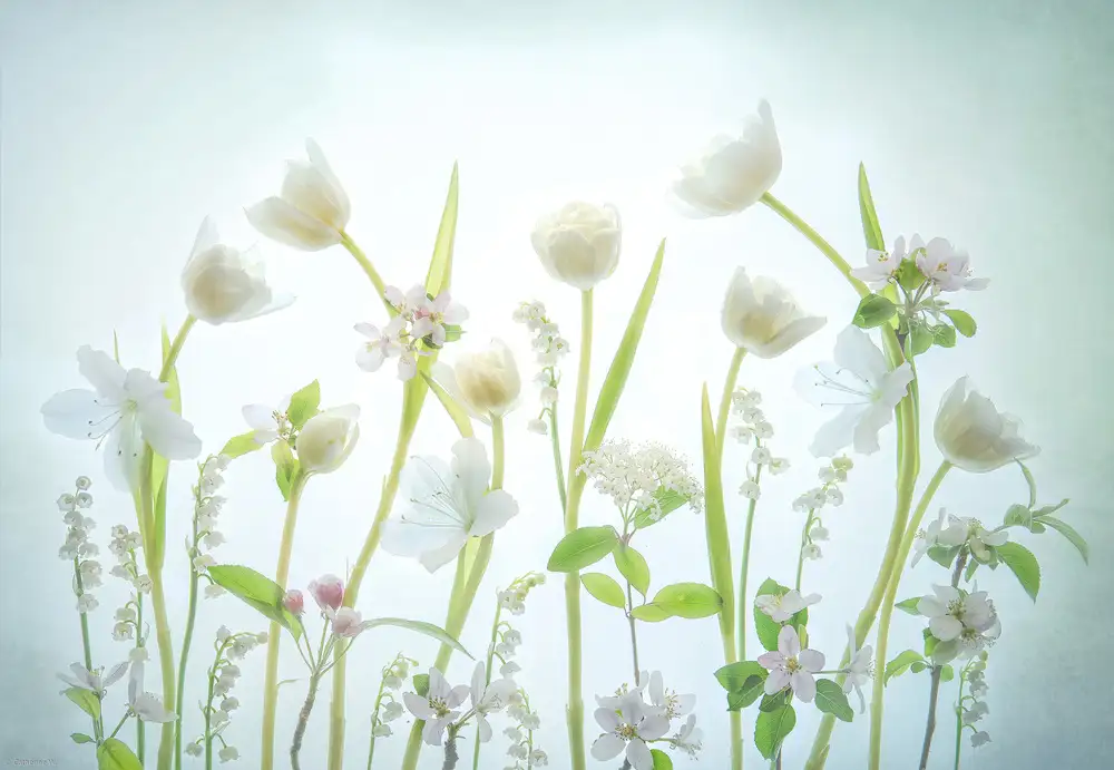 Catherine, W.: White Spring