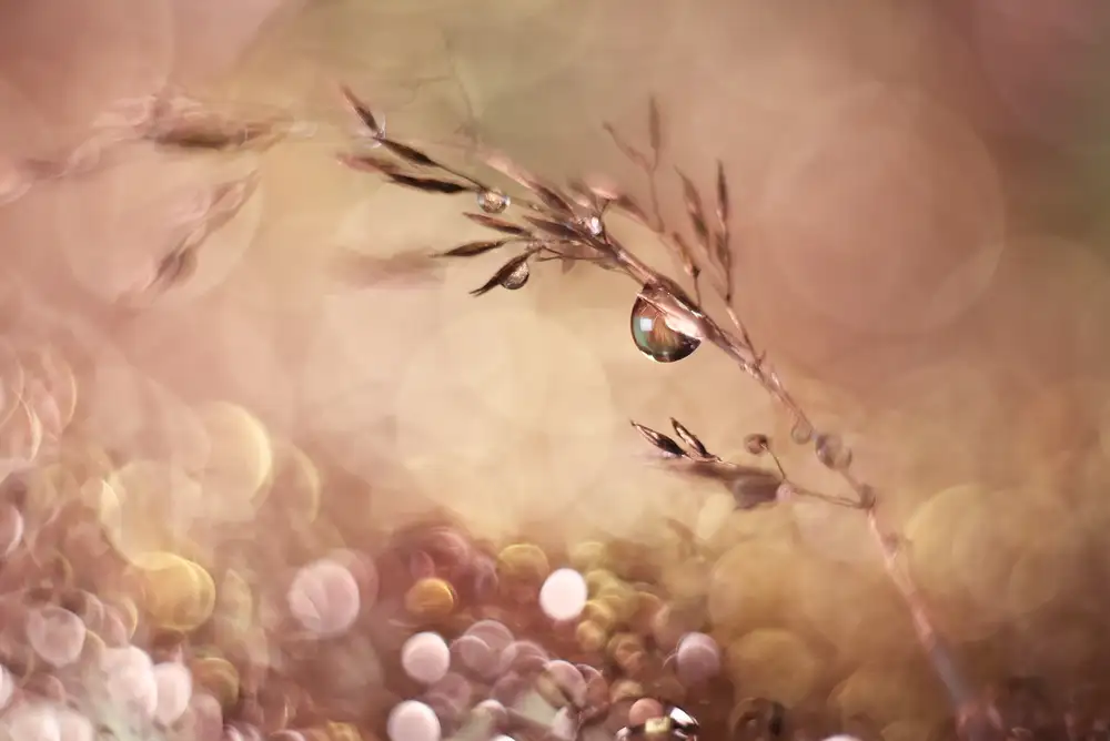 Westum, Heidi: Pastel dream