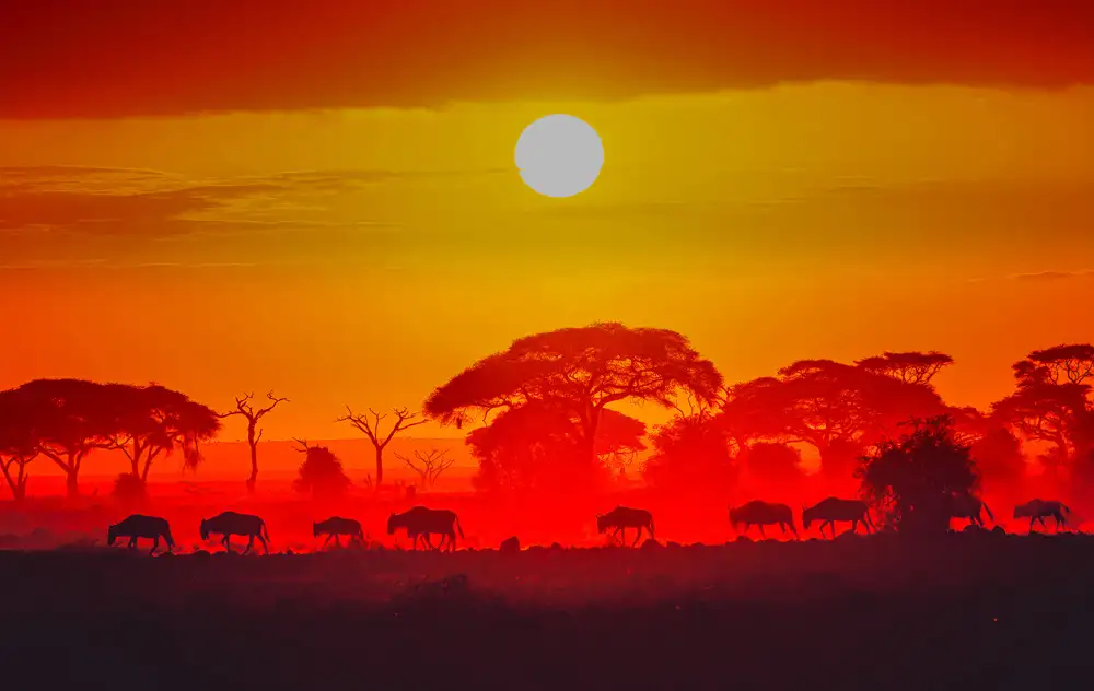 Sink, C. Jeffrey: Alba dell'Amboseli