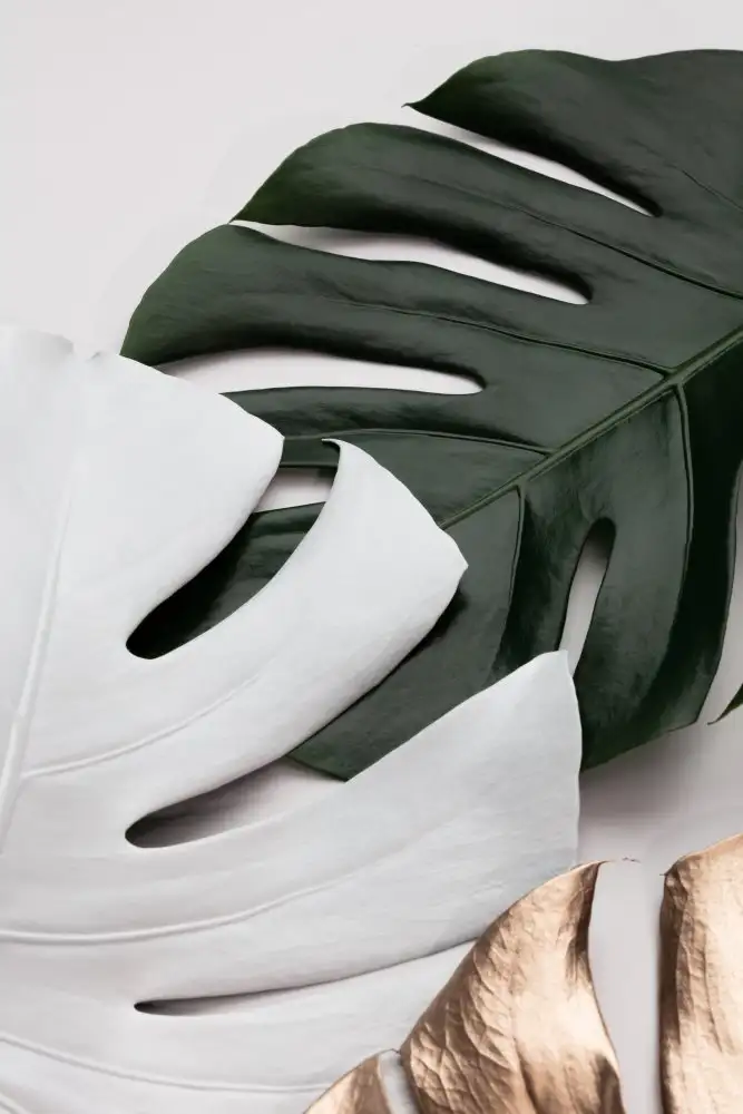 Studio, Pictufy: Couleurs Monstera 01