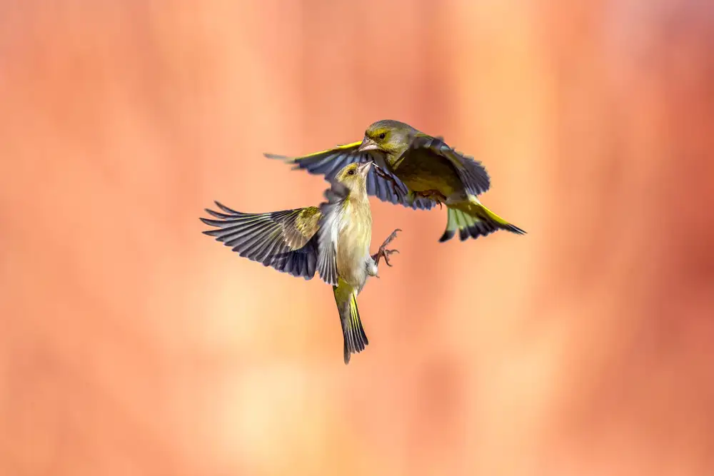 Redaelli, Marco: Combattez dans le feu