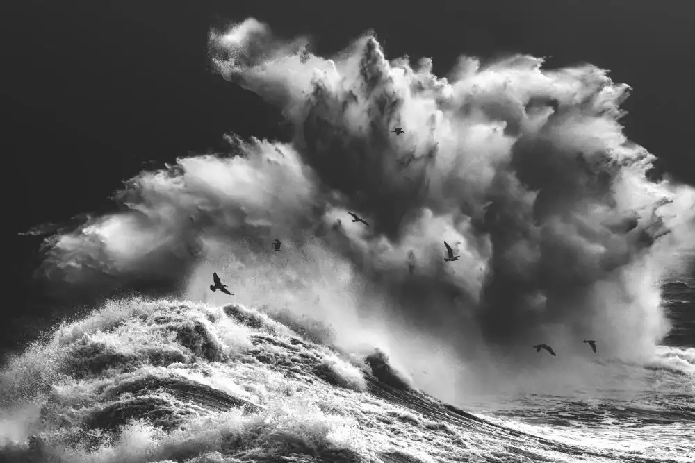 Lazzarotti, Paolo: BIRDS IN THE STORM (Part 11)