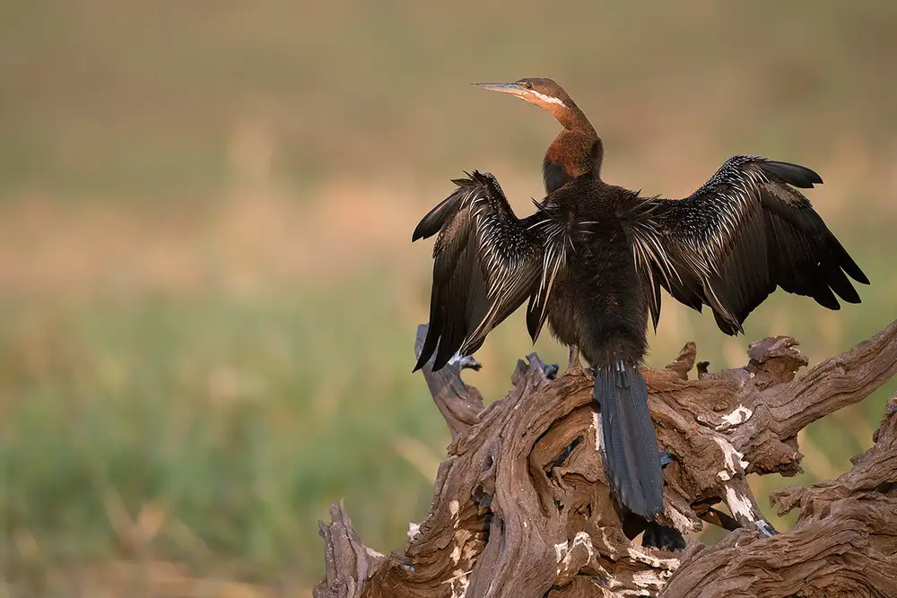 Pozzi, Marco: Black wings