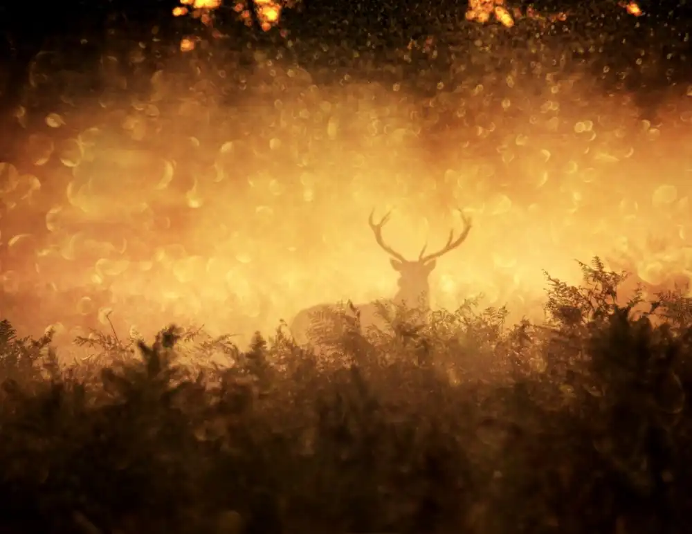 Fabrowski, Robert: Golden Woods