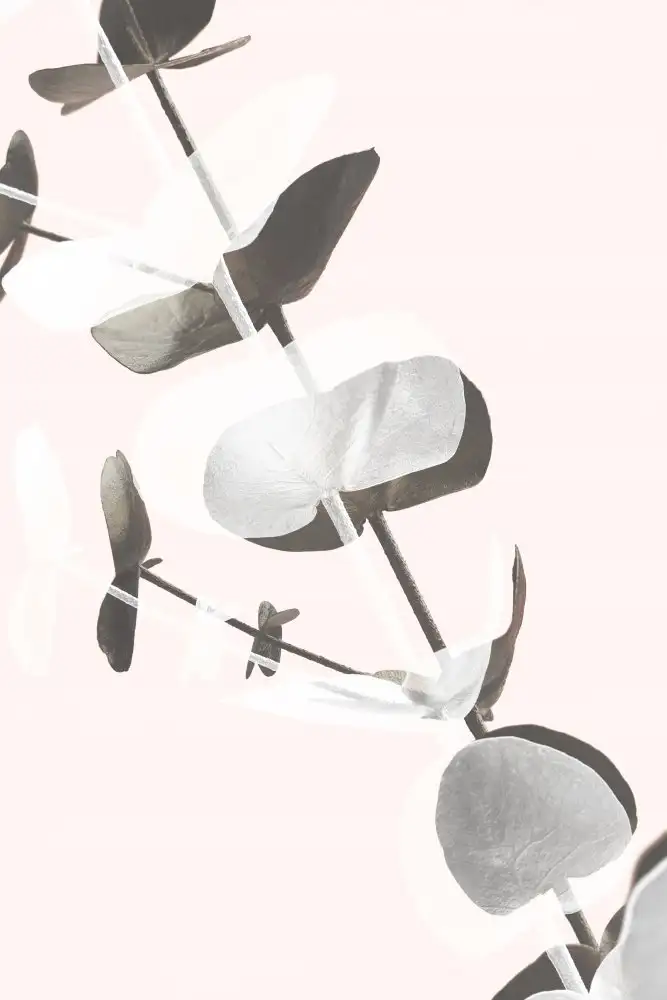Studio, Pictufy: Eukalyptus Kreativ 13