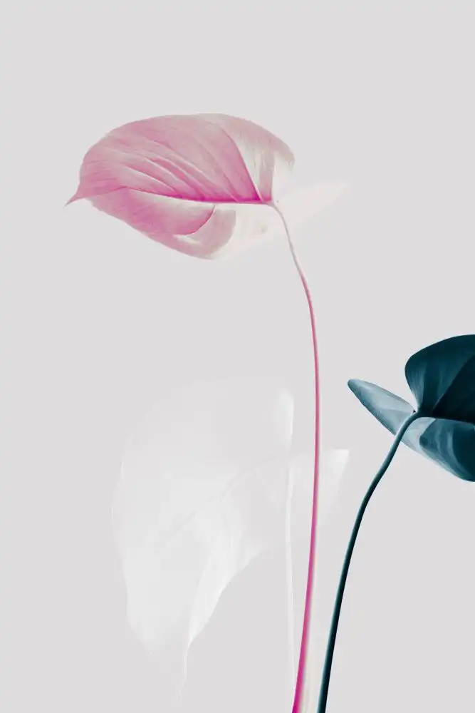 Studio, Pictufy: Monstera Creativo24