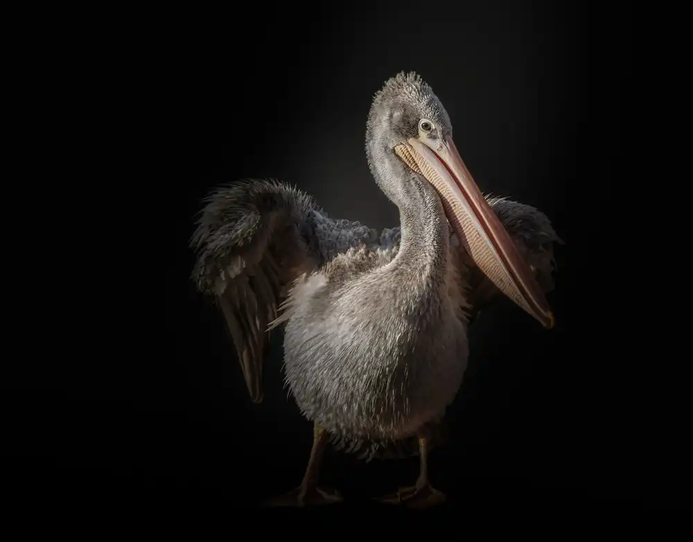 KaMerA: pelican