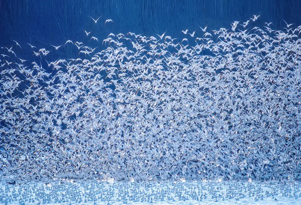 Catherine, W.: Snow Geese Migration