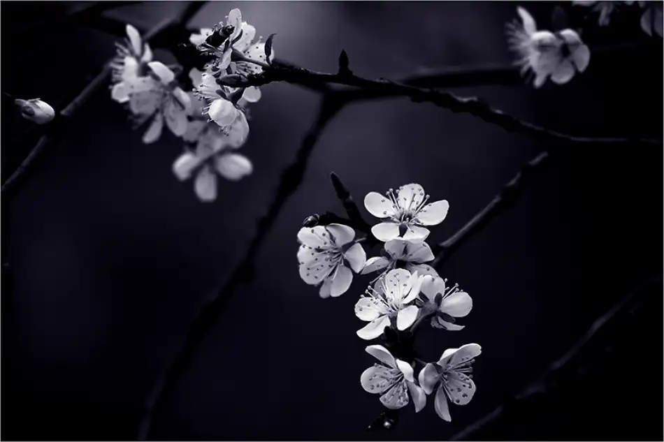 CelineM: „Petite Fleur de mes nuits“