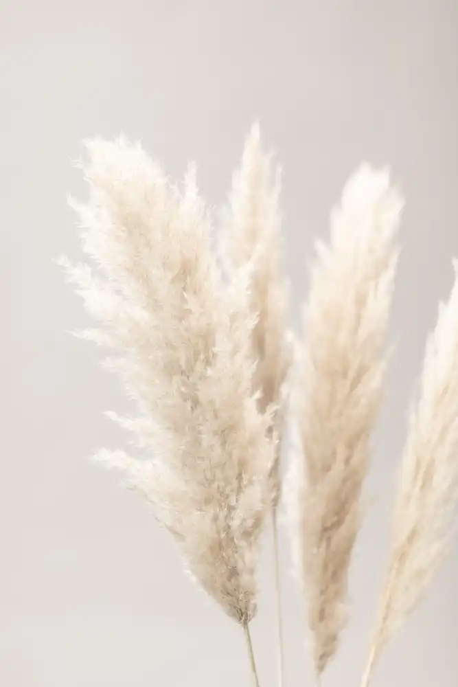 Studio, Pictufy: Erba di Pampa Grigio 02