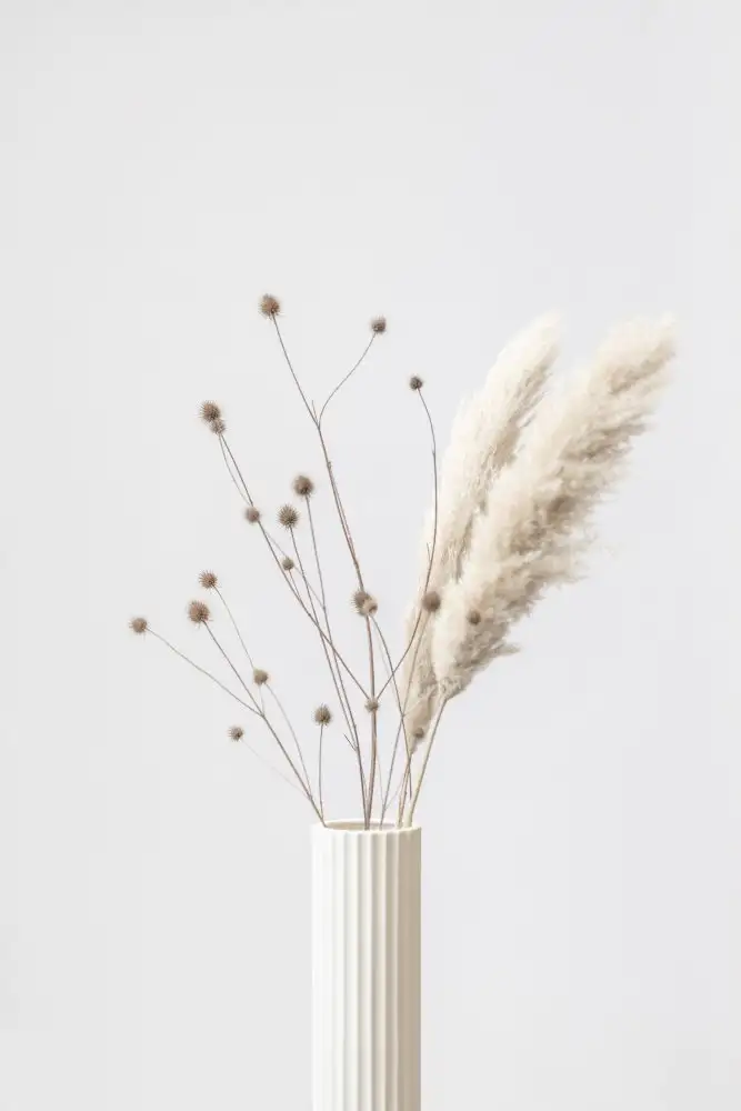 Studio, Pictufy: Cardo e Pampa 01