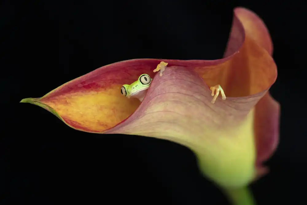 Lester, D Linda: La raganella del lemure e la calla