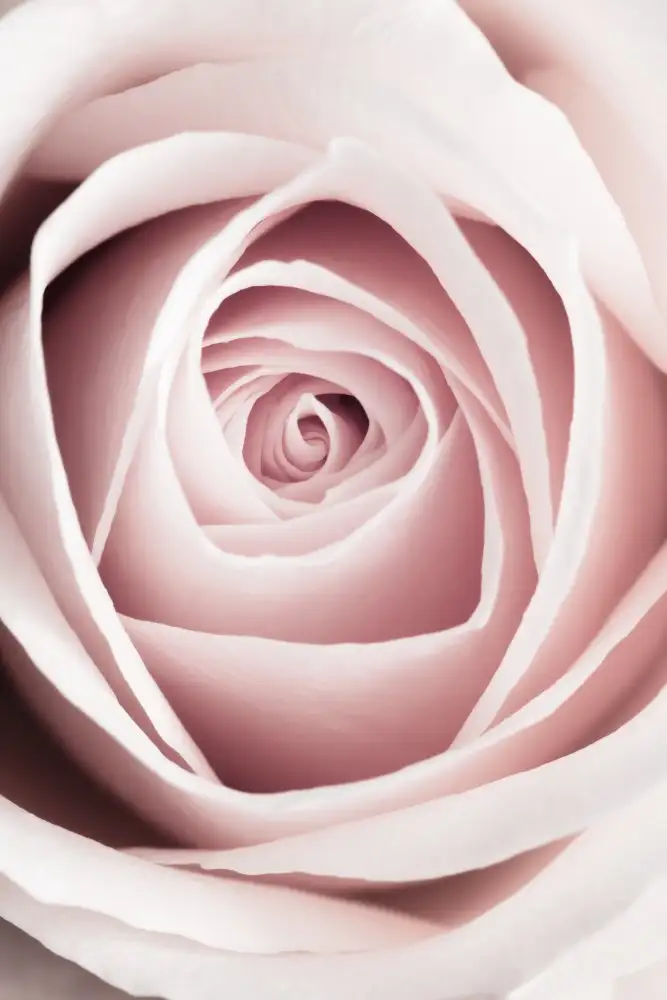 Studio, Pictufy: Rose Rose N°1