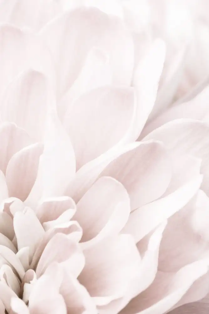 Studio, Pictufy: Chrysantheme Nr. 04