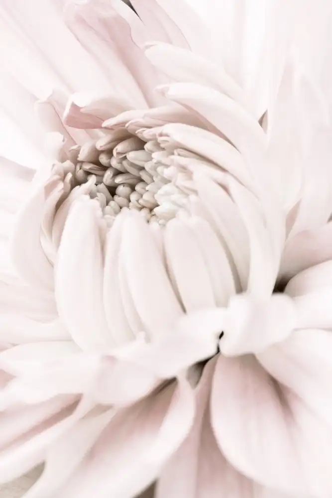 Studio, Pictufy: Chrysanthème n°05