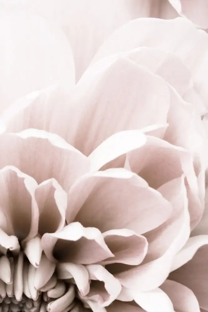 Studio, Pictufy: Chrysanthème n°07