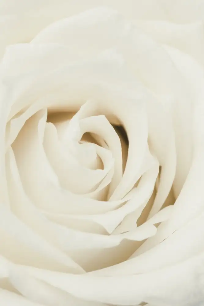 Studio, Pictufy: weiße Rose