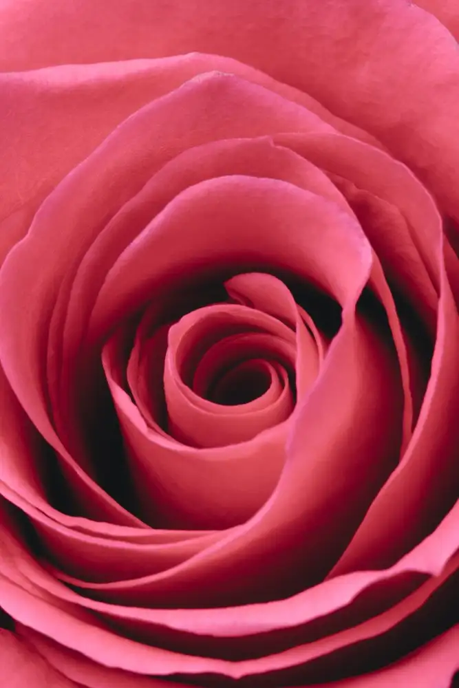 Studio, Pictufy: Rose rouge