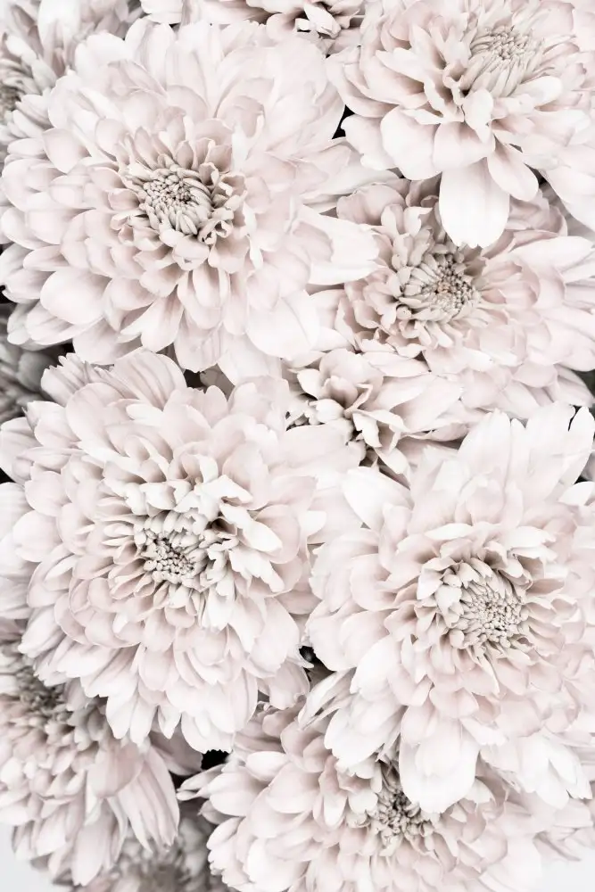 Studio, Pictufy: Chrysanthème n°09