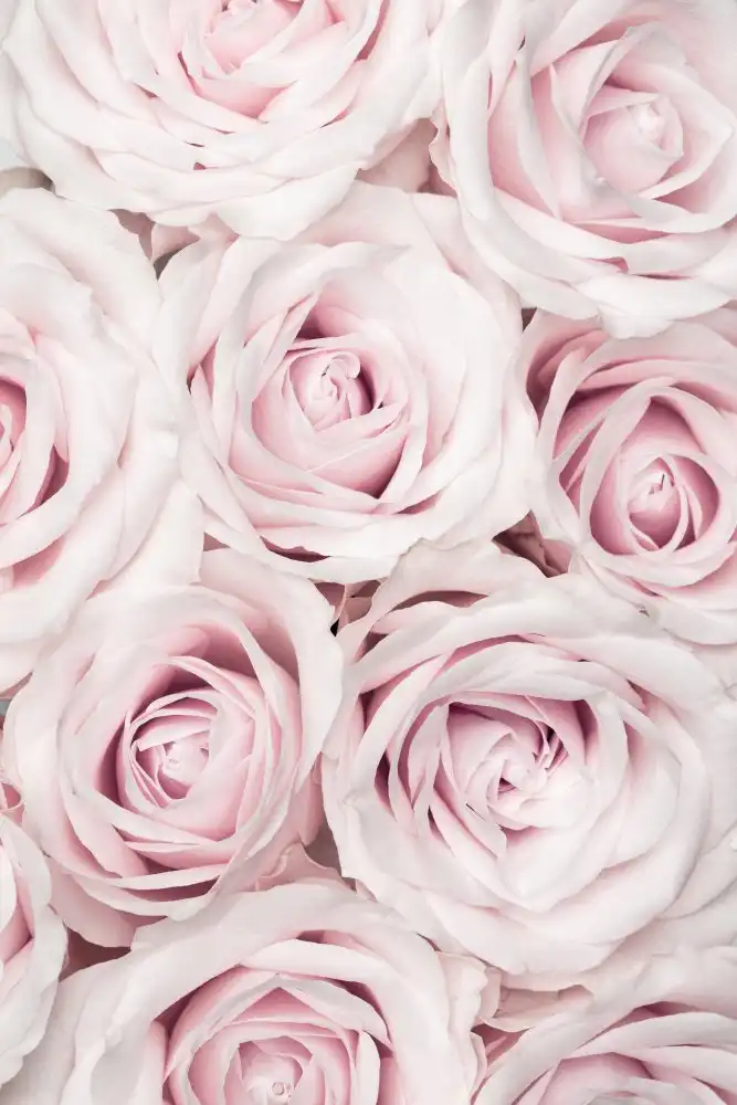 Studio, Pictufy: Rose rosa n. 03