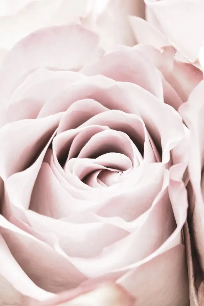 Studio, Pictufy: Rose Rose N°06