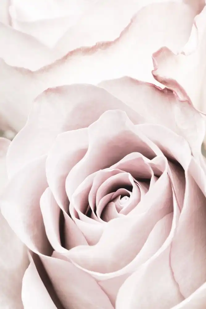 Studio, Pictufy: Rosa rosa n. 05