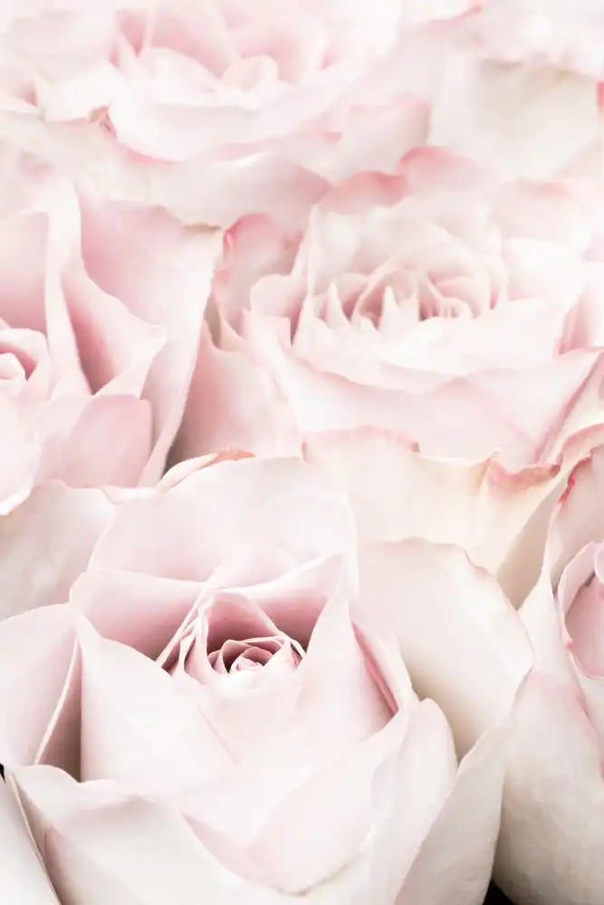 Studio, Pictufy: Rose rosa 05