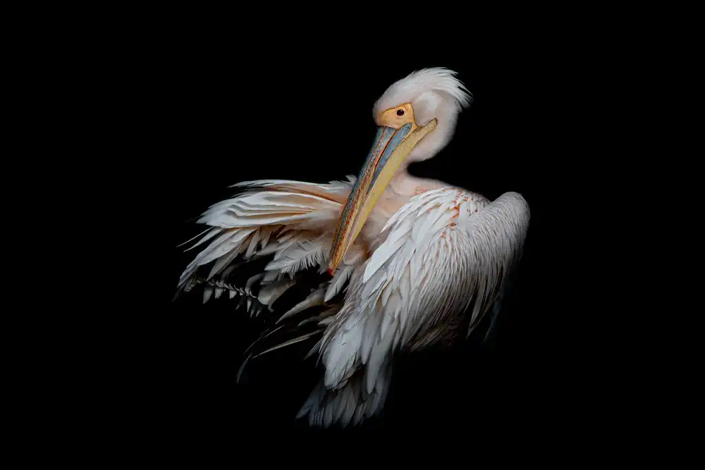 Rublina, Natalia: Pelican in the Dark