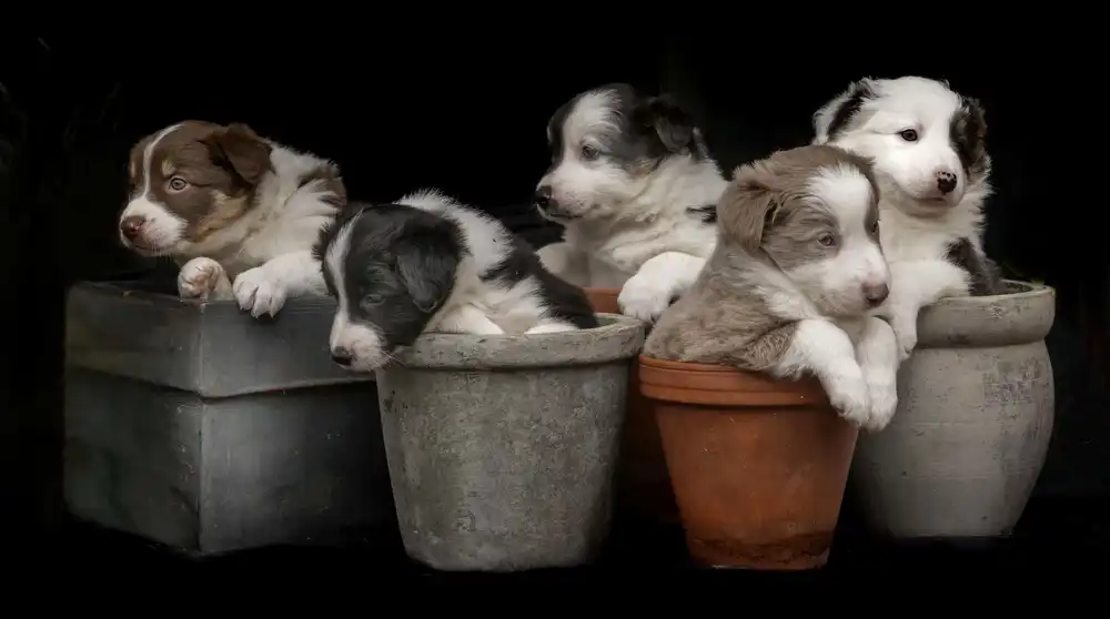Bosch, den Gert: Dog plants