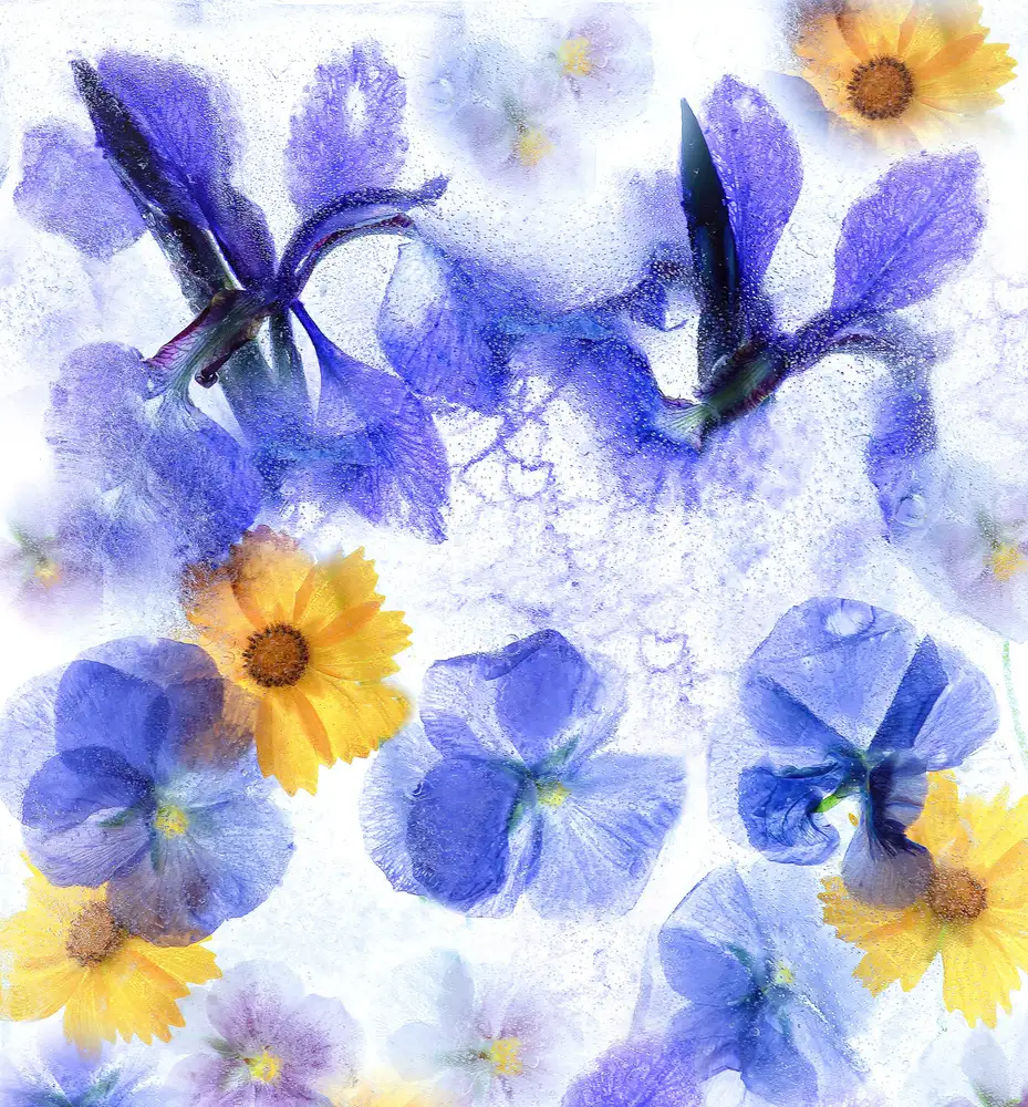Catherine, W.: Frozen Spring