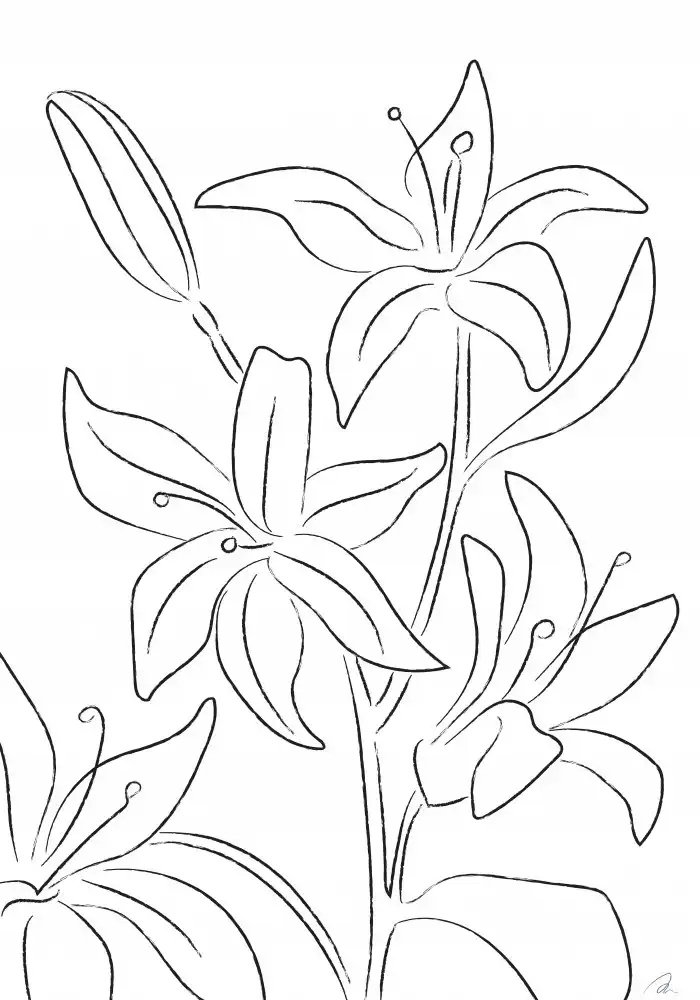 Studio, Pictufy: Lily No 02