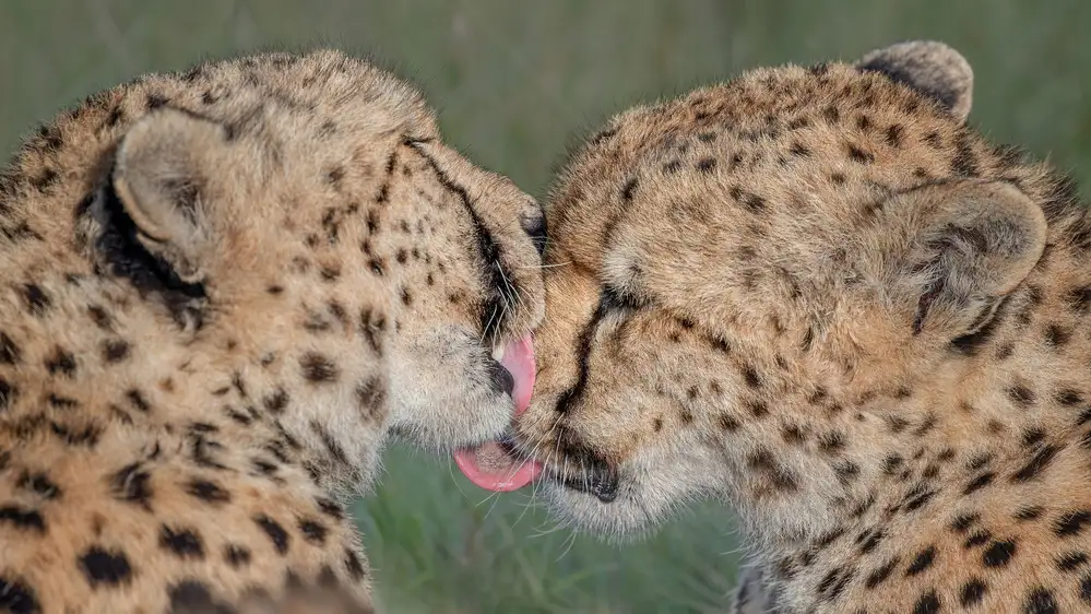 Lu, Jennifer: Beso beso...