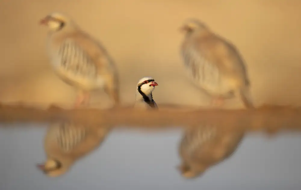 Waldmann, Shlomo: Chukar