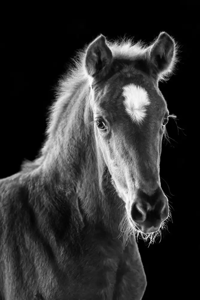 Leinemann, Ulrike: young filly