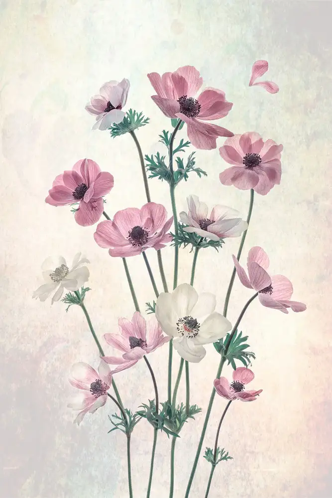 Jacobs, Lydia: Hübsche tanzende Mohnblumen