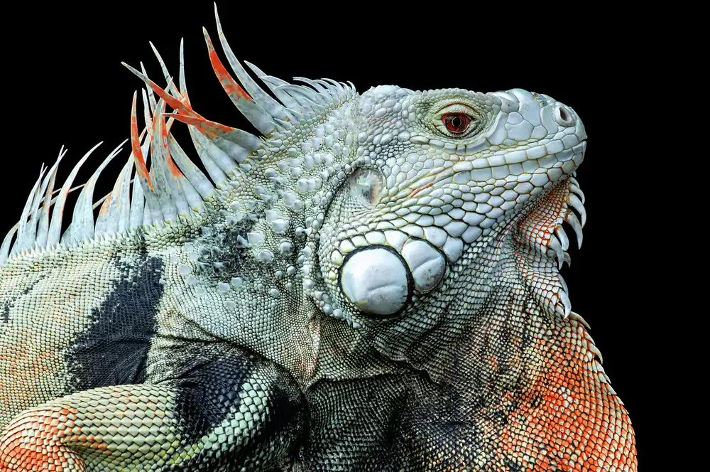 Pamungkas, Edy: The Iguana