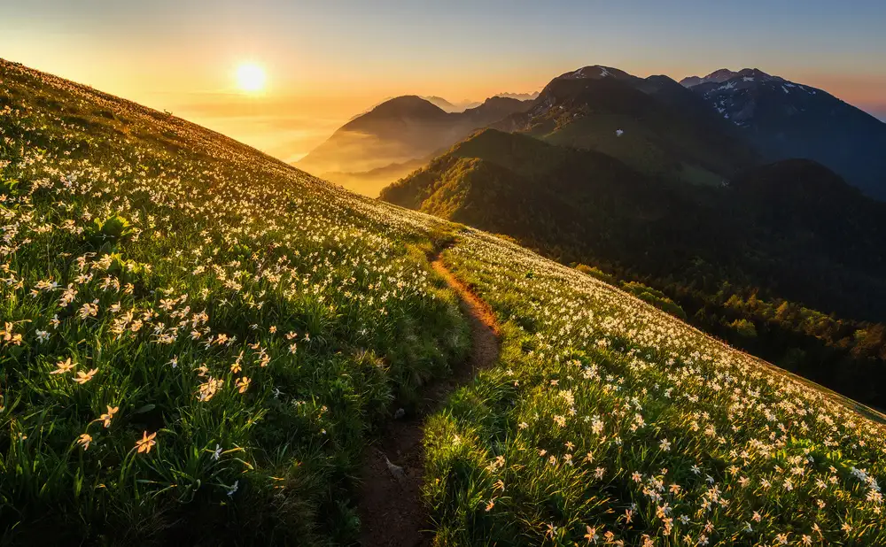 Krivec, Ales: Among the daffodils