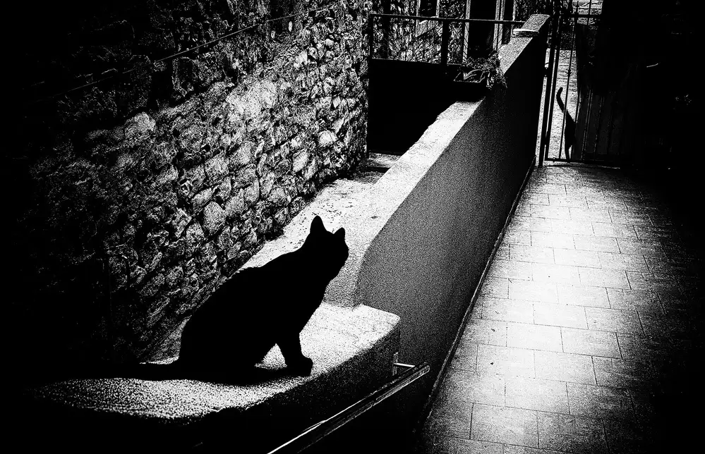 Krivec, Samanta: Chat noir