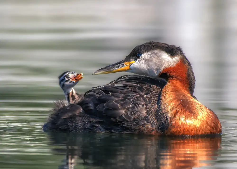 Luo, Louie: Voglio bene alla tua mamma