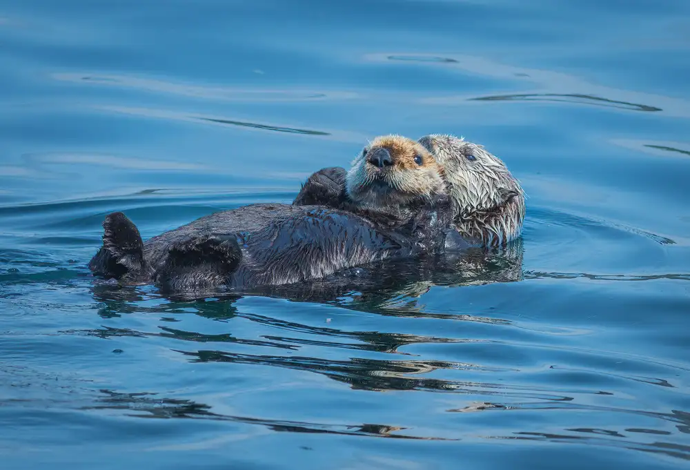 Sink, C. Jeffrey: Otter sonnen sich in der Sonne Alaskas