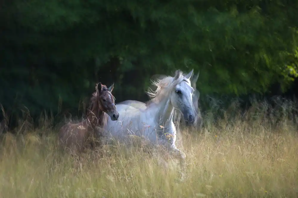 Malovrh, Milan: Mare and fily