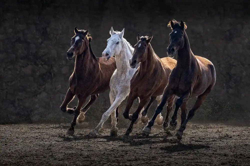 Reza, Nayyer Sayyed: Racing Horses
