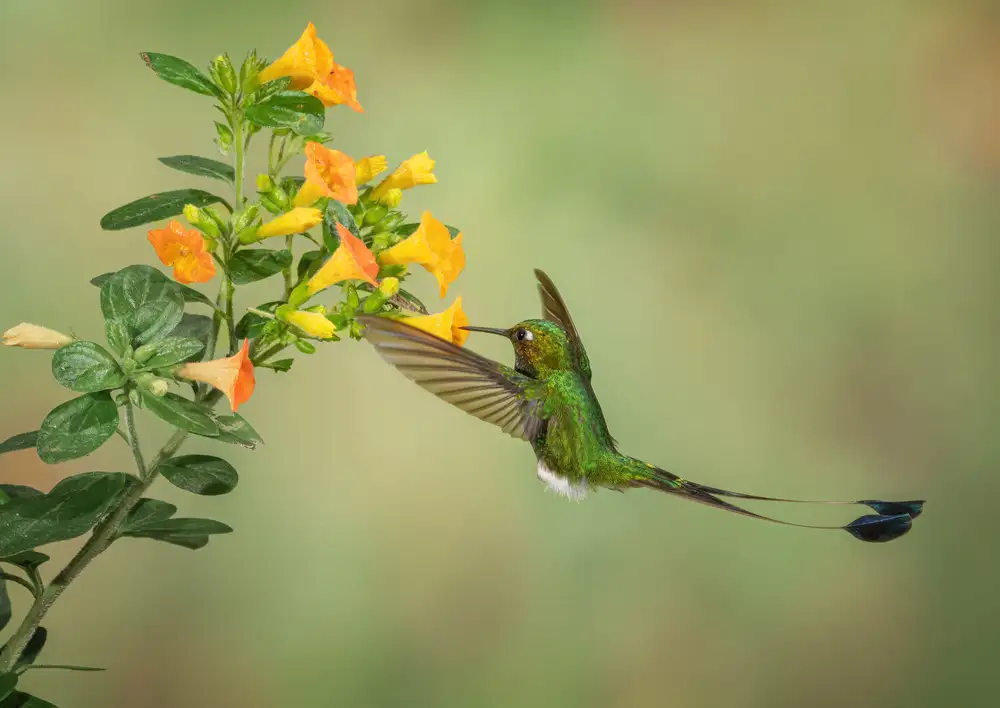 Xu, Sheila: Booted Racket Tail Hummingbird