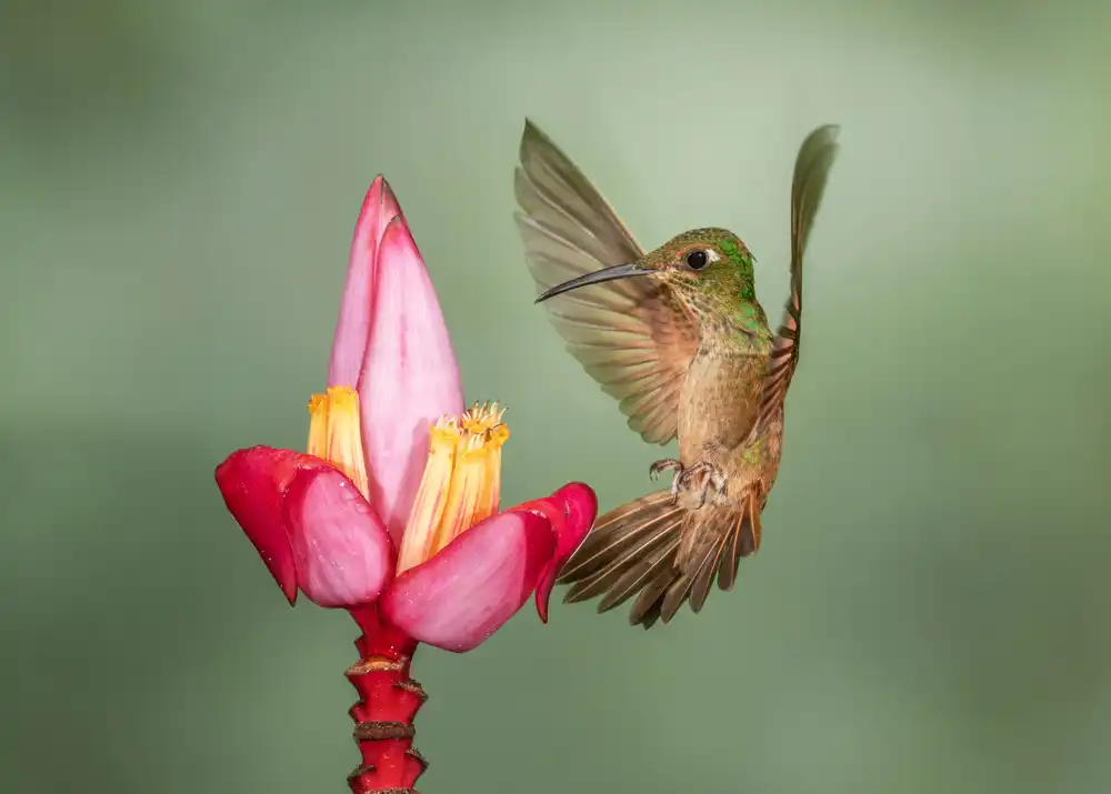Xu, Sheila: Fawn-Breasted Brilliant - Coming for you