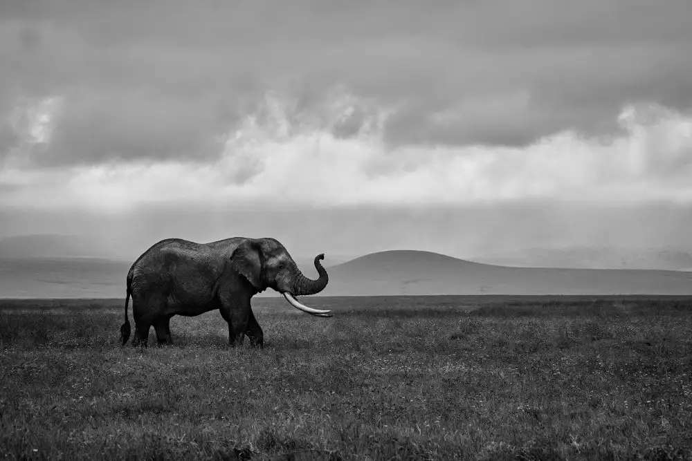 Godinho, Luís: Elephant