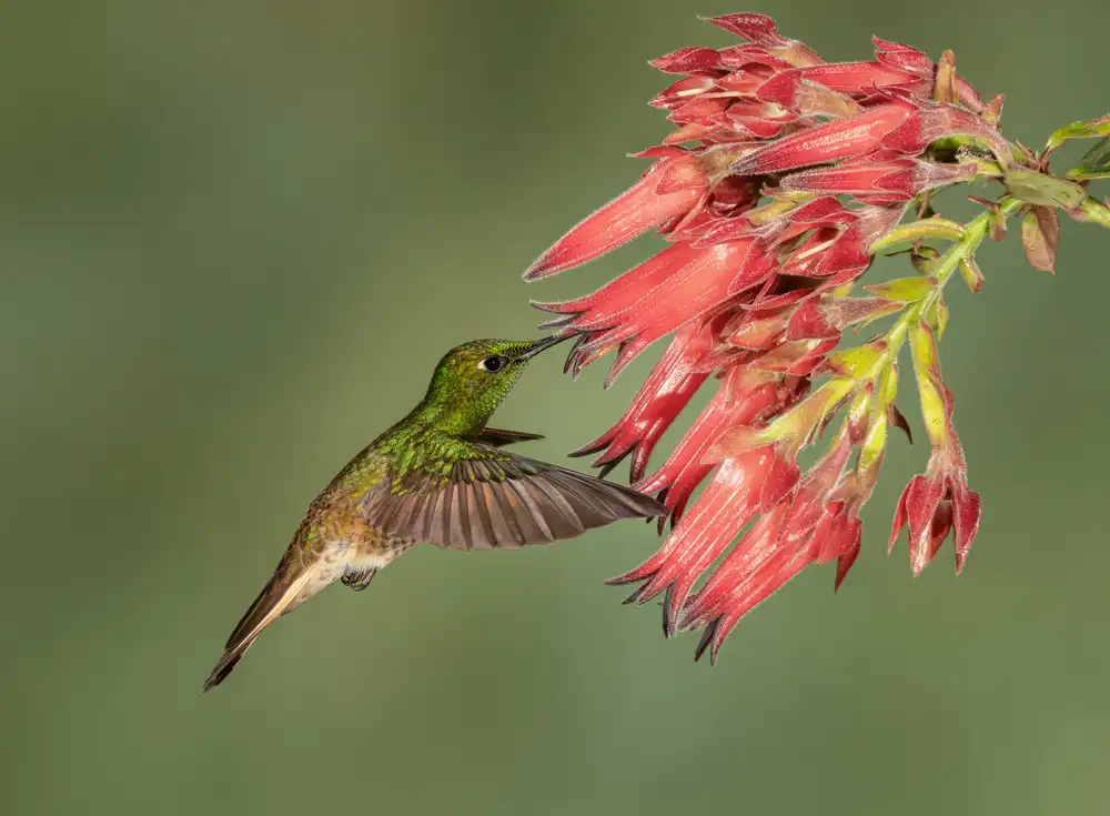 Xu, Sheila: Buff-tailed Coronet - Hummingbird beauty