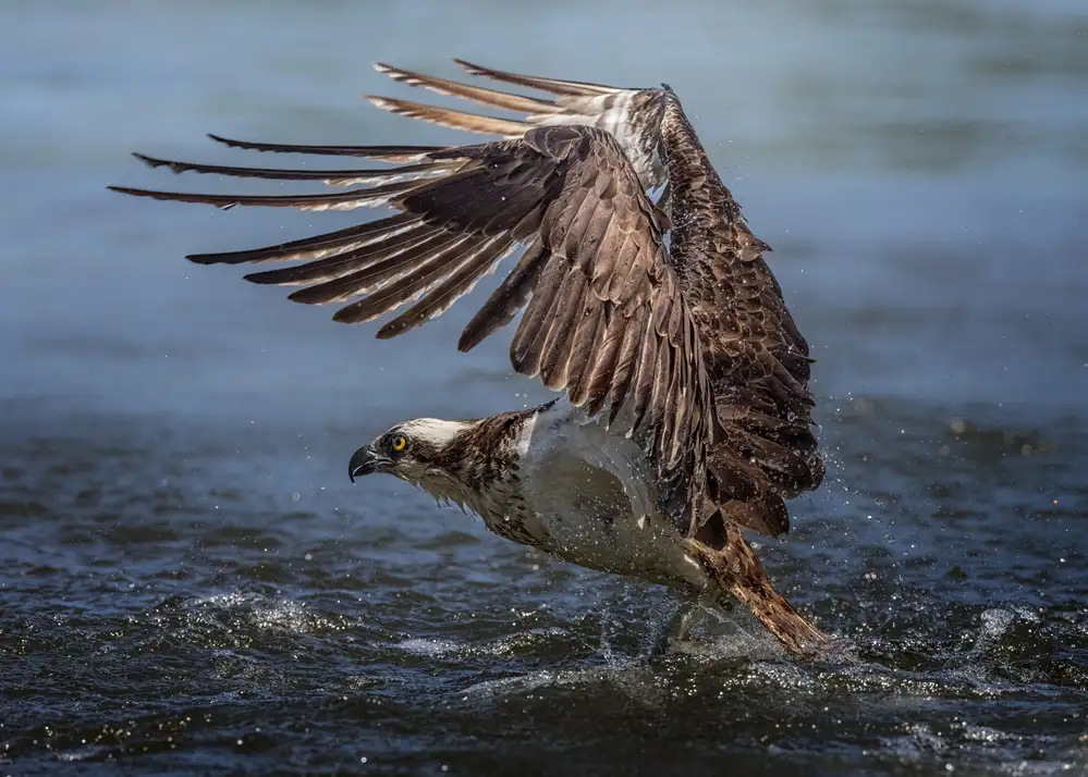 Wei, and Siyu: caza del águila pescadora