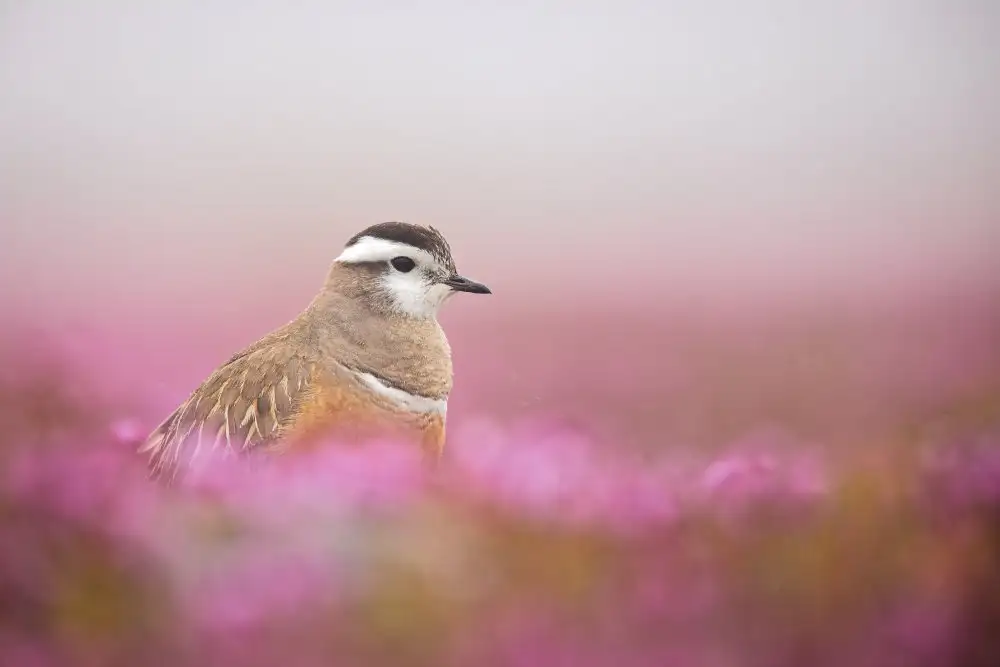 Renmyr, Magnus: Dotterel v růžovém prostředí